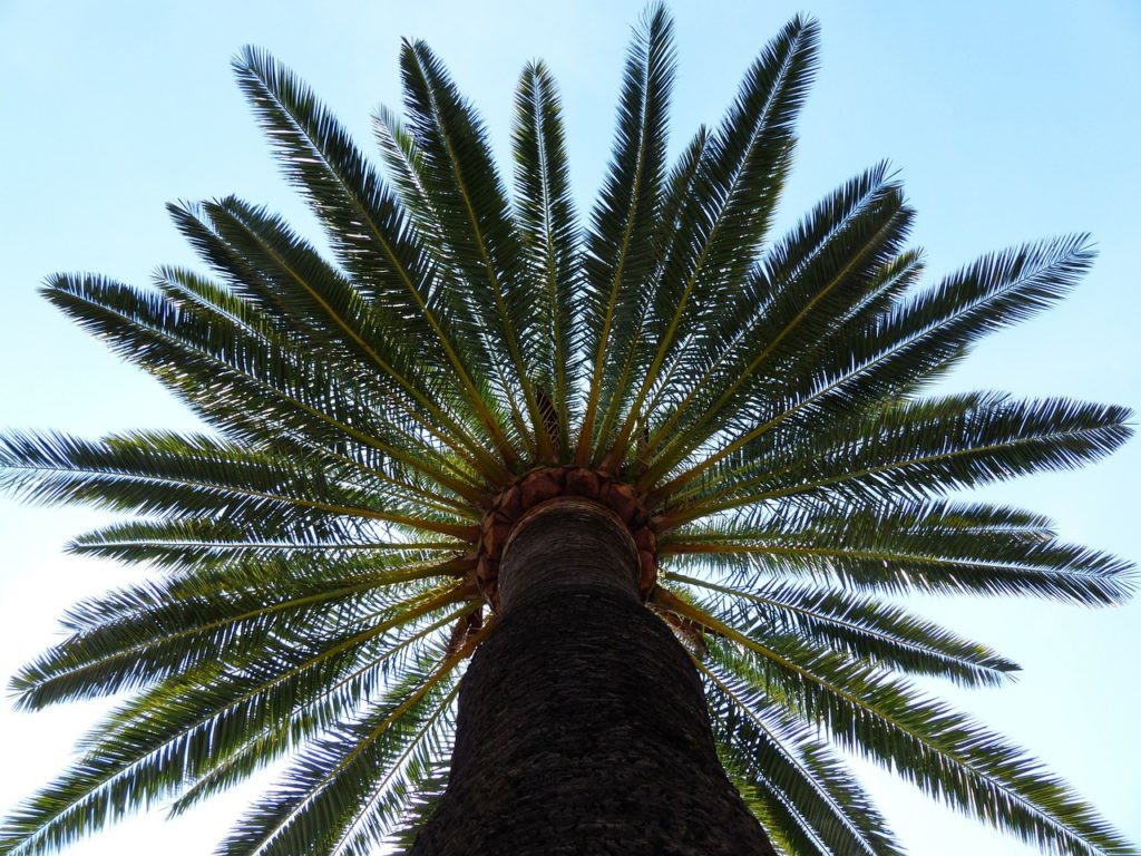 palm