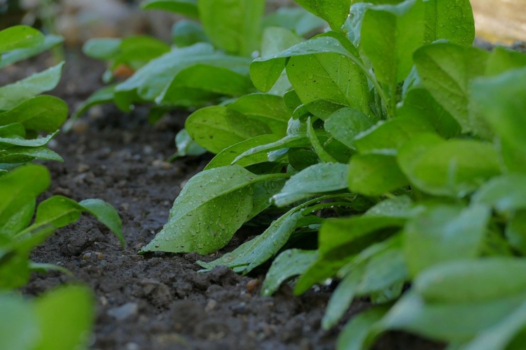 crops irrigation