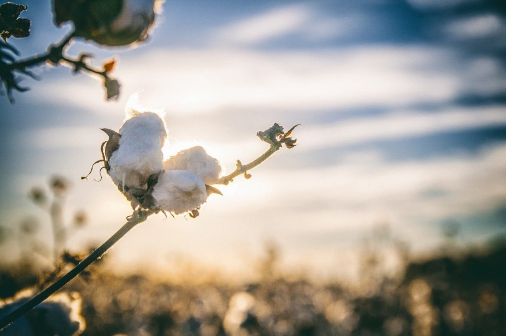 cotton