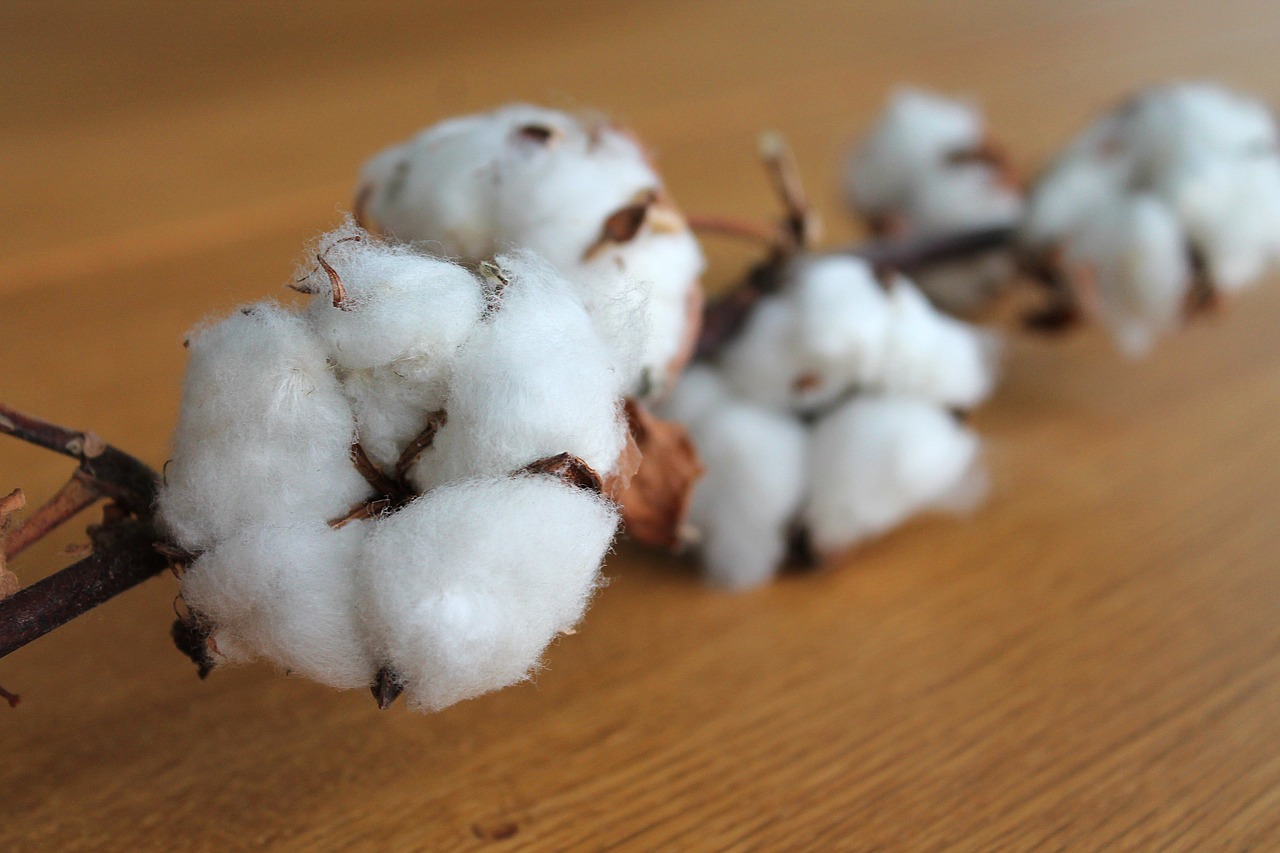 Spotlight on the Revival of Afghanistan’s Cotton Industry