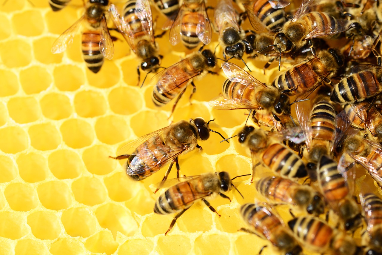 Beekeeping Is Growing in Popularity in Afghanistan