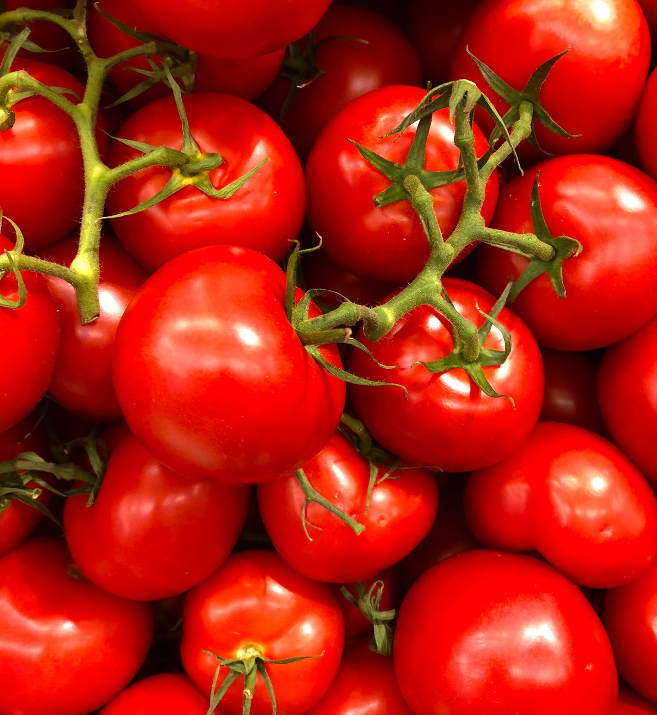 Red Sea Farms Grows “Sweeter” Tomatoes in Salt Water