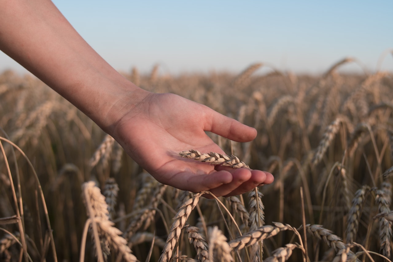 Severe Drought Could Decimate Afghanistan’s 2022 Wheat Season